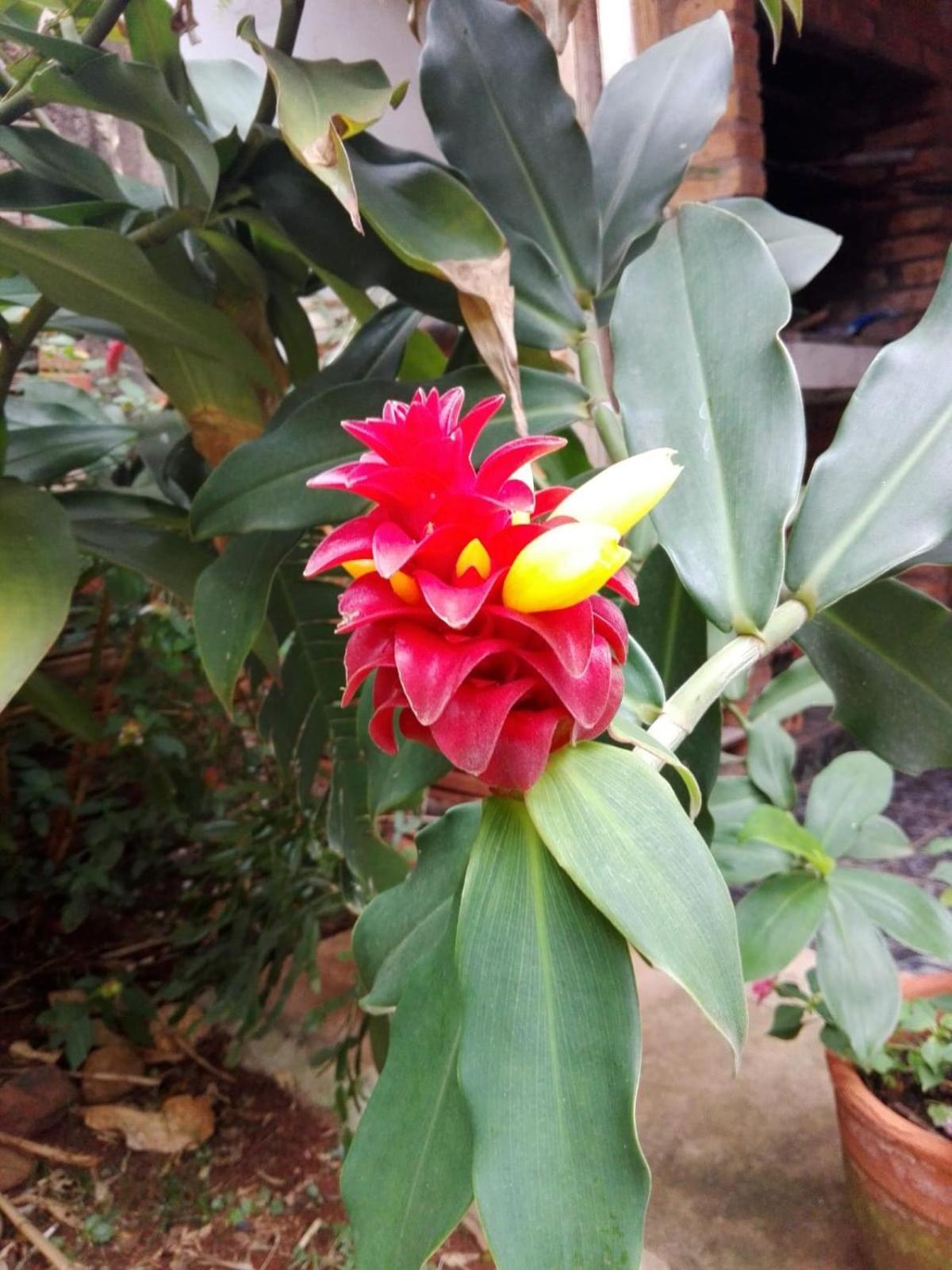 Hosteria La Cabana Puerto Iguazu Bagian luar foto